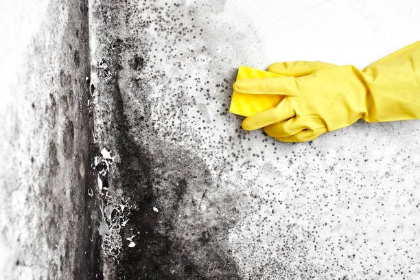 Best Crawl Space Mold Removal  in Pleasanton, KS