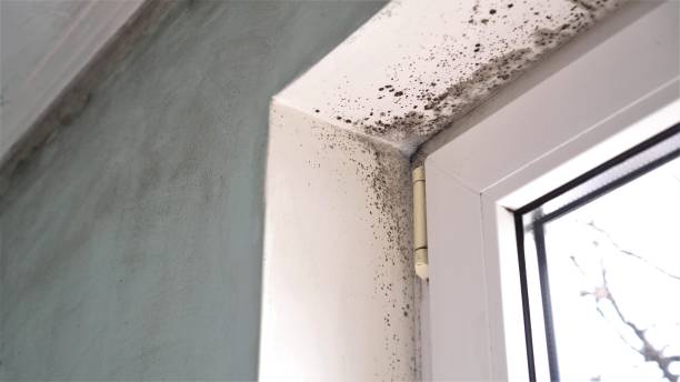 Best Same-Day Mold Removal  in Pleasanton, KS