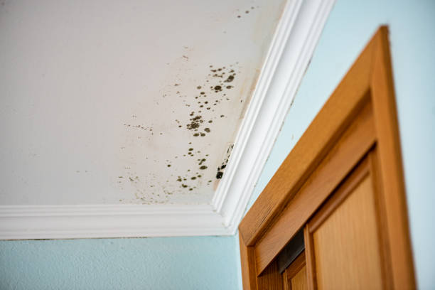 Best Certified Mold Removal  in Pleasanton, KS