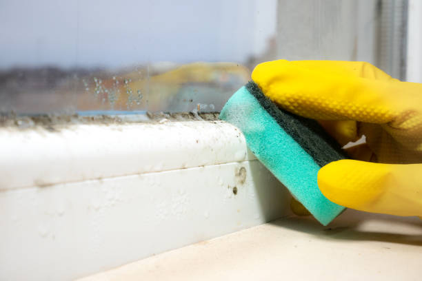Certified Mold Removal in Pleasanton, KS