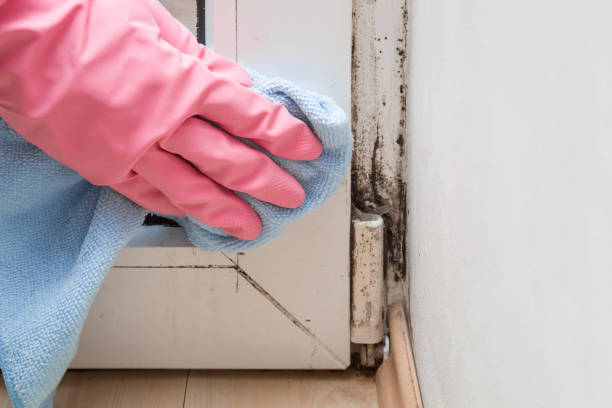 Best Mold Removal Company Near Me  in Pleasanton, KS
