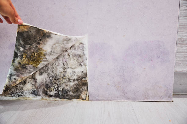 Best Certified Mold Removal  in Pleasanton, KS